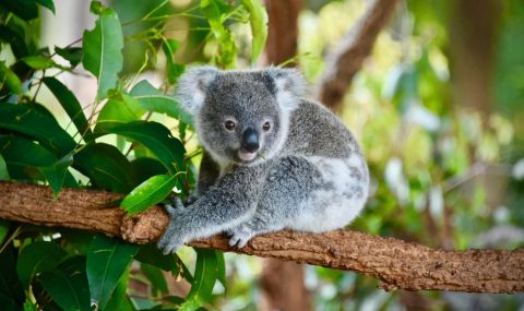 Откриха фосил на най-древния известен сродник на коалата - 1