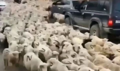 Овцете обожават Путин  - 1