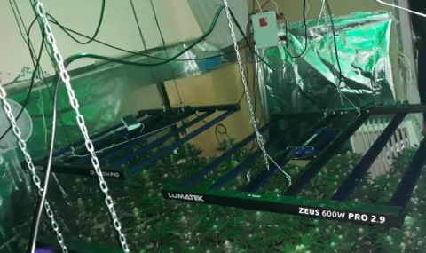 Варненец на гурбет оставил на съсед да стопанисва марихуаната му - 1