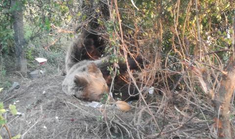 Откриха застреляна мечка в Самоковско - 1