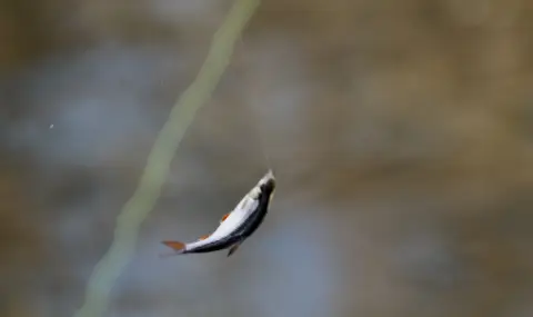 Край на риболова: От 15 април влиза в сила забрана за улов на пролетно-лятно размножаващите се риби - 1