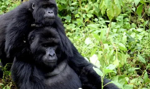 Двойка горили се чифтосаха пред очите на десетки посетители в зоопарк в Белгия (ВИДЕО) - 1