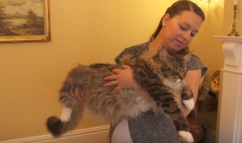 Най-дългата котка в света (Видео) - 1