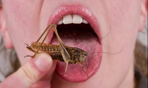 Топ 5 на най-вкусните и полезни насекоми (ВИДЕО) - 1