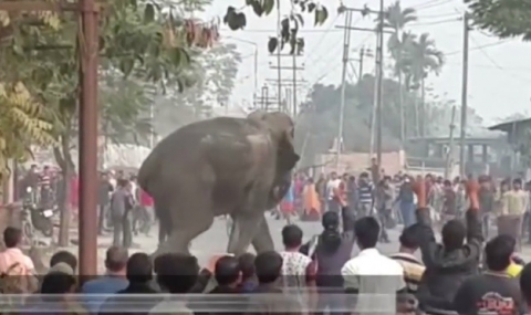 Паника в Индия заради слон, тръгнал по улиците - 1