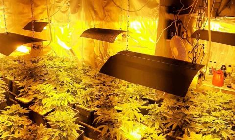 Разкриха оранжерия за марихуана в Бургас, задържаха двама осъждани - 1