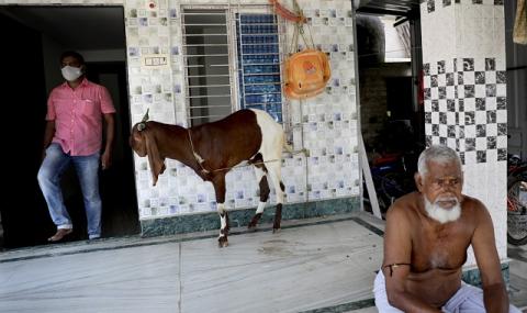 В Индия не се шегуват! Арестуваха коза, защото се разхождала без маска - 1