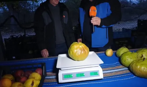 Европейски рекорд: 2-килограмова круша край Подкова - 1