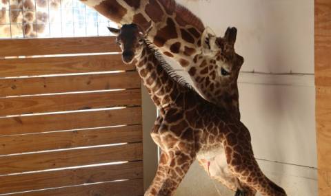 Раждането на жираф счупи рекорди - 1