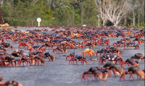 Хиляди червени раци затвориха пътища в Австралия (ВИДЕО) - 1