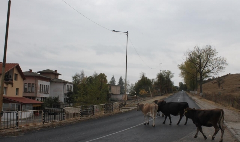Опасни крави без надзор се разхождат денонощно - 1
