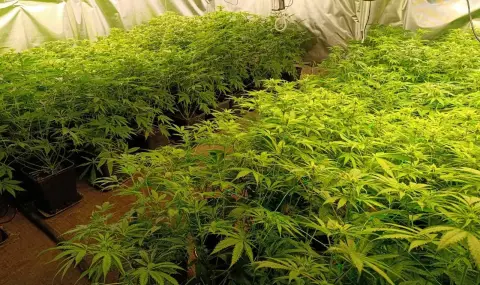 Гранични полицаи откриха над 270 кг канабис в подножието на Пирин - 1