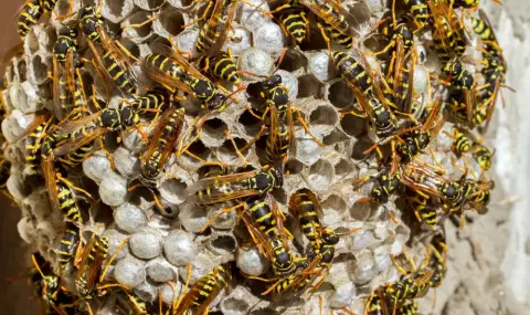 Как безопасно да се отървете от гнездо на оси - полезни съвети - 1