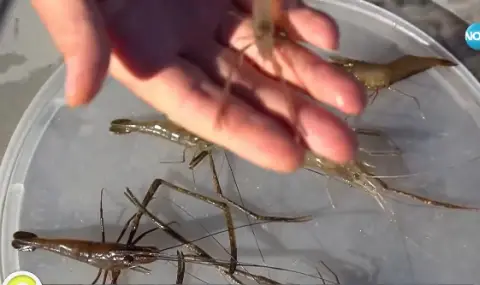 Опасни скариди се появиха в река Дунав - 1