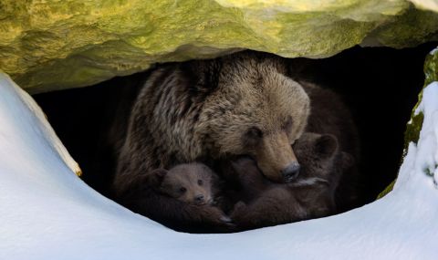 Вече 7 мечки спят зимен сън в парка за мечки край Белица  - 1