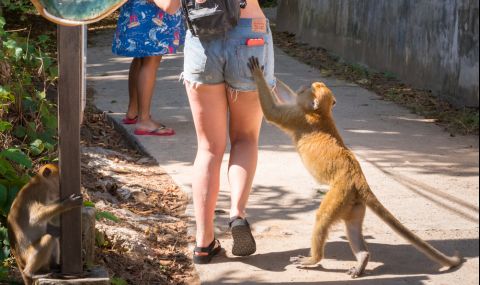 Жена в любовна афера с шимпанзе, забраниха ѝ достъп до зоопарк - 1