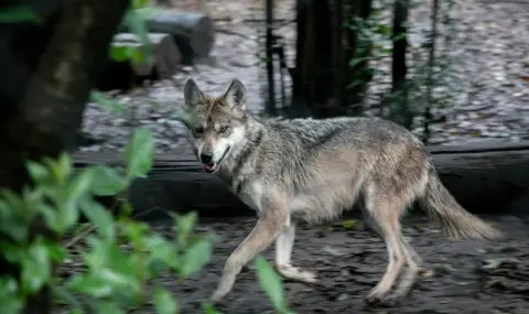 Вълк нападна жена на оживена улица в Хамбург (ВИДЕО) - 1