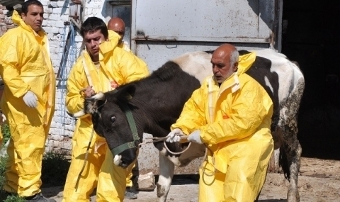 Умъртвиха близо 100 крави заради опасна зараза - 1