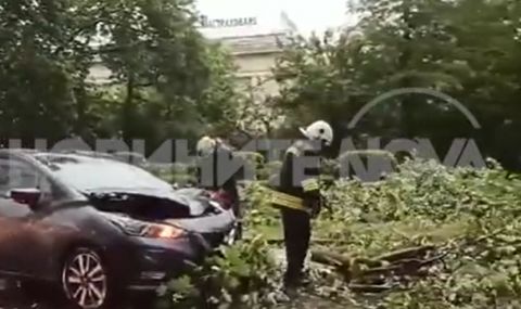 Заради силната буря в София: Дърво падна върху движеща се кола (ВИДЕО) - 1