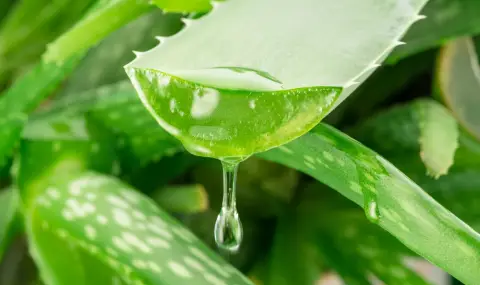 5 неочаквани ползи от алое вера - 1