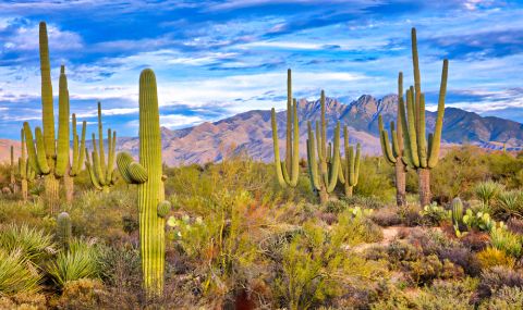 Горещите температури погубиха кактусите в Аризона (ВИДЕО) - 1