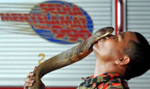 Кралска кобра пратила господаря си в болница с тежки наранявания (ВИДЕО) - 1