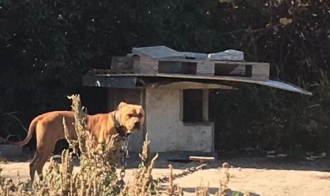 Разкриха място за незакони боеве с кучета в Пловдив - 1