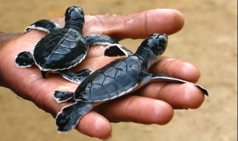 Над 6000 малки костенурки бяха пуснати на свобода в Перу - 1