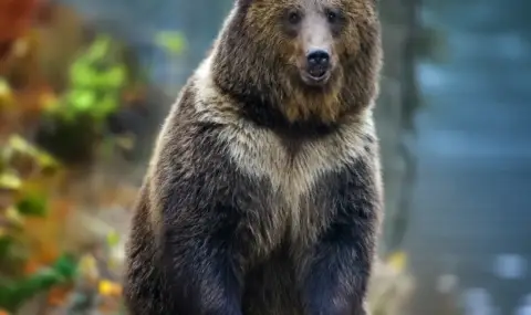 Мечки нападат домашни животни в Смолянско, хората живеят в постоянен страх - 1