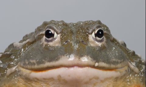 В Титикака уловиха жаба с размерите на човек (ВИДЕО) - 1