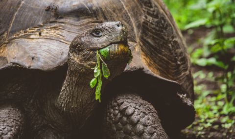Най-старата костенурка в света отбеляза 190-ия си рожден ден - 1