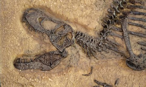 Учени откриха първото доказателство за бозайник, изяден от динозавър (СНИМКИ) - 1