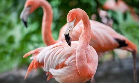 Рядко фламинго се появи в Тексас за първи път от 15 години (ВИДЕО) - 1