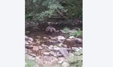 Спасиха ранено мече, открито в река край Смолян - 1