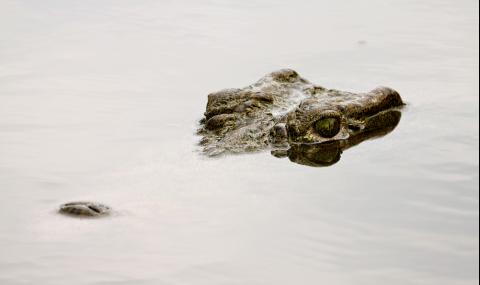 Гладни крокодили изядоха свещеник, имитирал Исус - 1