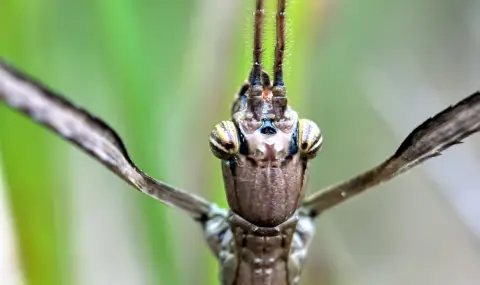 Откриха гигантско пръчковидно насекомо с рекордно тегло (ВИДЕО) - 1