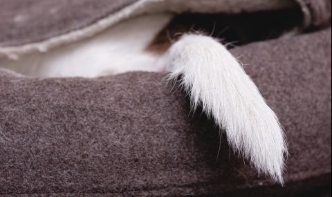 Как стресът на човека се отразява на неговия домашен любимец? - 1