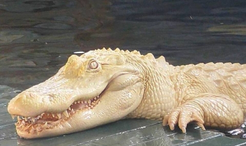 Алигатор албинос в резерват във Флорида - 1