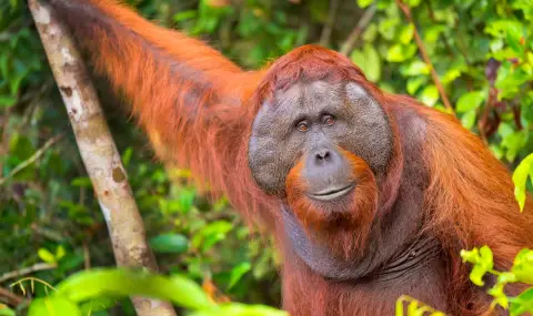 Учени наблюдаваха как орангутан лекува рана на лицето си с листа от лечебно растение (ВИДЕО) - 1