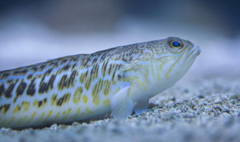 В Созопол хванаха най-отровната риба в Черно море (ВИДЕО) - 1