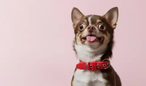 Чихуахуа оцеля по чудо след поглъщане на огромно количество кокаин - 1