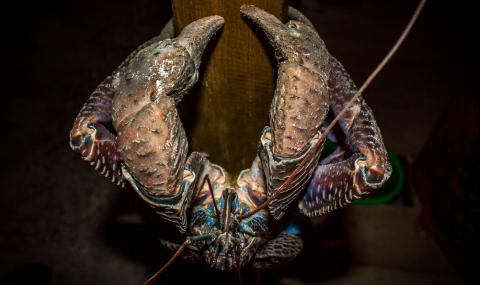 За какво си говорят по време на секс чудовищните кокосови раци (ВИДЕО) - 1