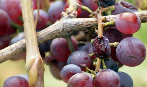 1 млн. лв. за производителите на грозде - 1