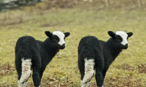 Учените притеснени: Многократното клониране може да причини фатални генетични мутации - 1