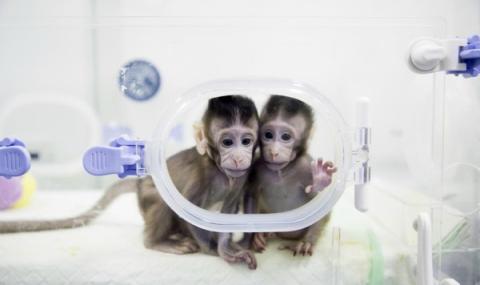 В Китай клонираха маймуни - 1