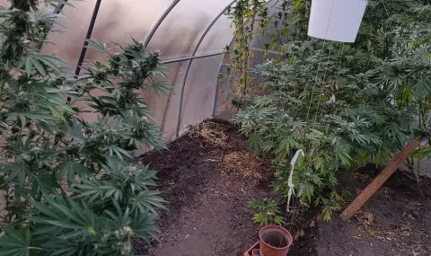 Троен удар на варненската полиция срещу наркопазара - 1