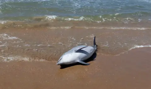 Труповете на 25 бебета делфини бяха изхвърлени на Кара дере - 1