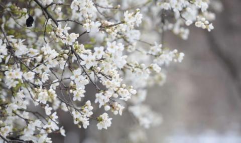 Слънчева, приятна и топла Цветница - 1
