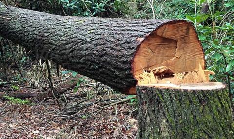 Дърво премаза 23-годишен бракониер в Ботевградско - 1