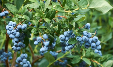 Мъжете в Карелия се спасяват от мобилизация с бране на боровинки - 1